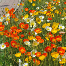 Mixed Poppy Seeds
