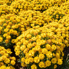 Yellow Bidens Seeds