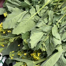 Tatsoi Mustard Green Seeds