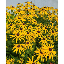 Yellow Single Black Eyed Susan Seeds