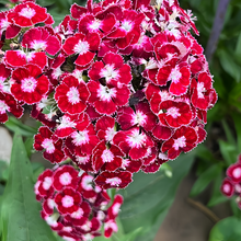 Mix Dianthus Seeds