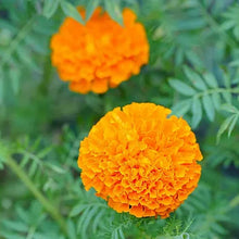Orange Calendula Seeds