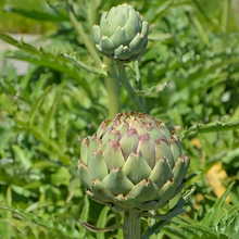 Green Artichoke Seeds
