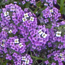 Sweet Alyssum Seeds Purplish Red