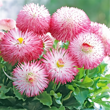 Red White English Daisy Seeds