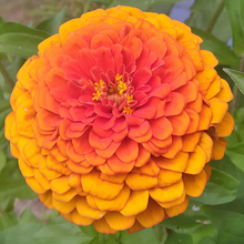 Tangerine Orange Zinnia Seeds