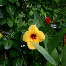 Hibiscus Seeds - Light Yellow
