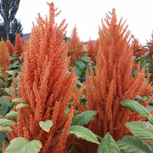 Green Yellow Love Lies Bleeding Amaranth Seeds