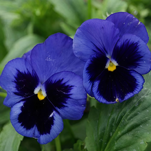 Pansy Seeds - Blue With Brown Spots