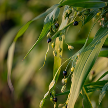 Job's Tears Seeds