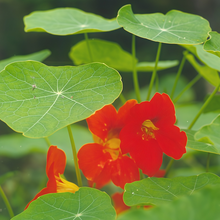 Rose Red Nasturtium Seeds