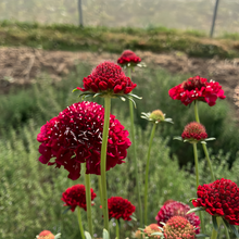 Scabiosa Seeds - Red