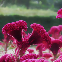 Red Celosia Seeds