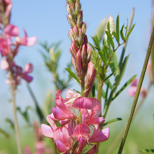 Sainfoin Seeds - Red