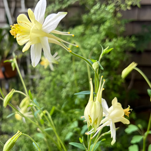 Yellow Columbine Seeds