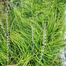 Anemarrhena Seeds