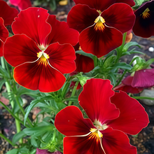 Pansy Seeds - Reddish Brown