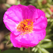 Moss Rose Seeds - Pink