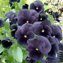 Pansy Seeds - Black
