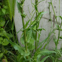 Chicory Seeds