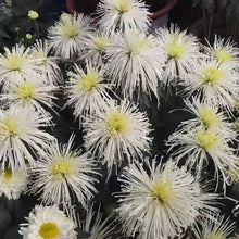 China Aster Seeds Yellow Dense Flower