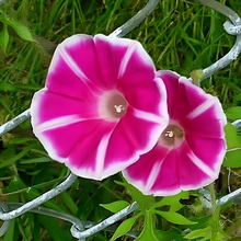 Red White Morning Glory Seeds