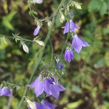 Japanese Lady Bell Seeds