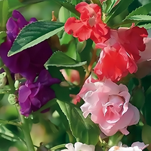 Impatiens Balsamina Seeds - Mix
