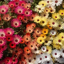 Trailing Ice Plant Seeds - Mix