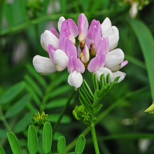 Crown Vetch Seeds