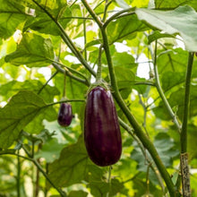 Eggplant Seeds