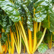 Red Stem Beta Vulgaris Seeds