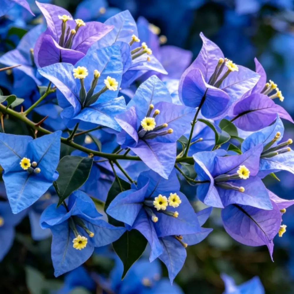 Blue Bougainvillea Seeds