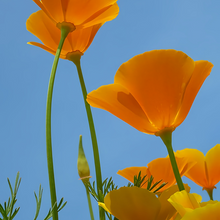 Orange California Poppy Seeds