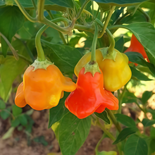 Bat Ornamental Pepper Seeds