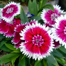 Mix Dianthus Seeds