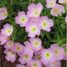 Evening Primrose Seeds - Pink
