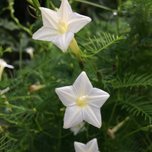 White Morning Glory Seeds