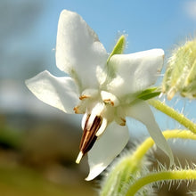 White Borage Seeds