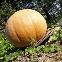 Giant Pumpkin Seeds