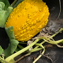 Youth Mix Squash Seeds