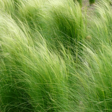 Mexican Feather Grass Seeds - Green