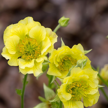Geum Seeds - Yellow