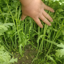 Green Chrysanthemum Frutescens Seeds
