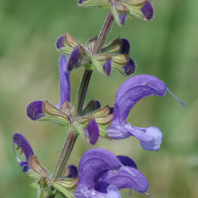 Red Sage Seeds