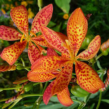 Blackberry Lily Seeds - Tangerine Orange