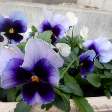 Pansy Seeds - Blue White Wing
