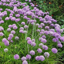 Pink Ornamental Allium Seeds