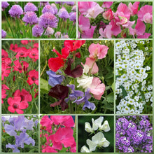 Cold Resistant Dwarf Wildflower Mix