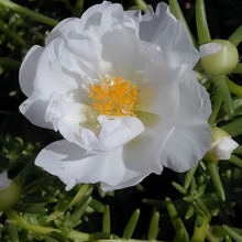 Moss Rose Seeds - White
